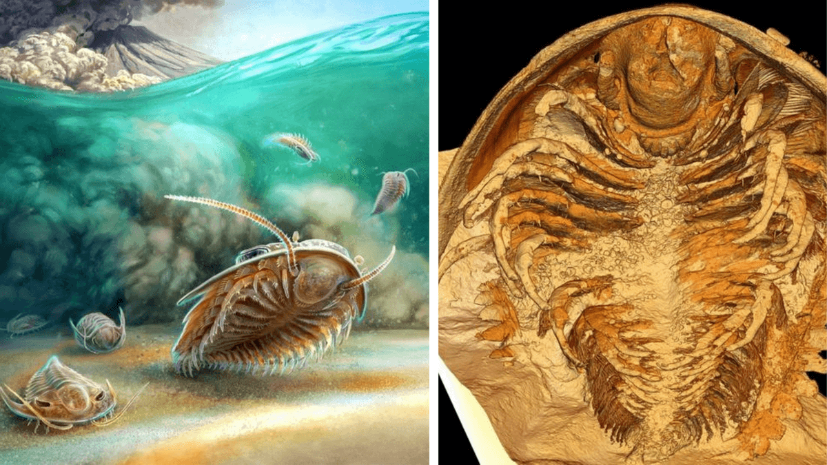 Astonishing Discovery: Uncovering of 500-million-year-old ‘Pompeii’ Trilobite Fossils Resets the Scientific Understanding of this Extinct Group