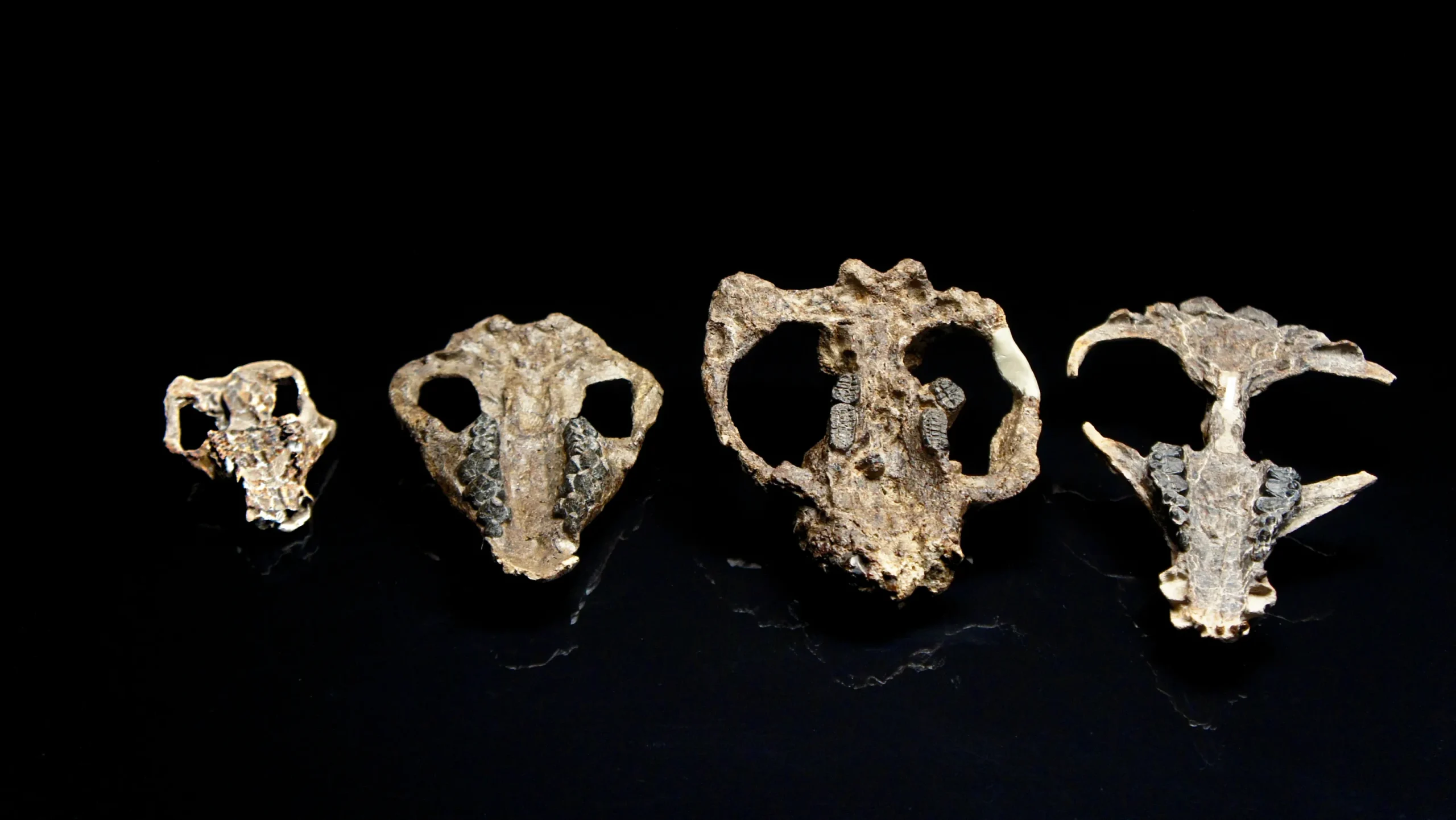 Mammal Diversity Over 66 Million Years Was Traced by Biologists