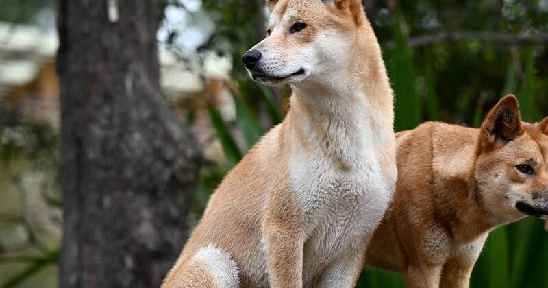 Unveiling the Enigma of the Genetic Mystery between Dingoes and Dogs.